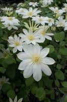 Clematis 'Wada's Primrose'   70cm  3L