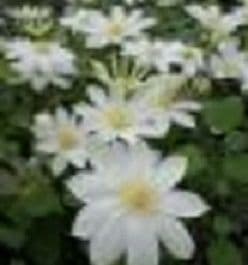 Clematis 'Wada's Primrose'   70cm  3L