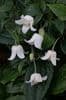 Clematis 'Winter Beauty' (urophylla) 7L 80-100cms