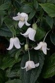 Clematis 'Winter Beauty' (urophylla) 7L 80-100cms