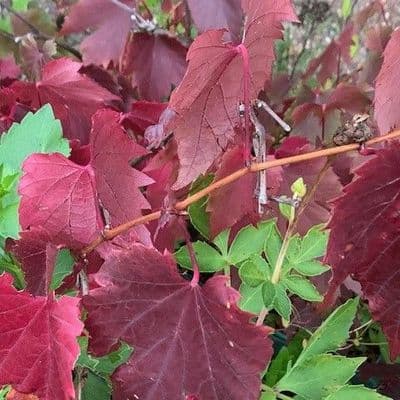 Climbers Deciduous and Hardy