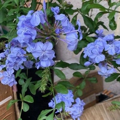 Climbers Tender for Conservatory or warm climate