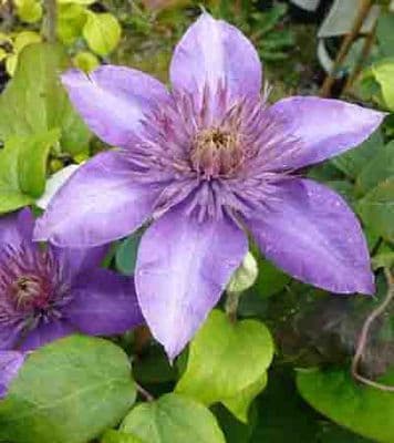 Climbers & Wall Shrubs