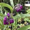 Comfrey  1L