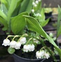 Convallaria majalis 'Bordeaux'  9cm