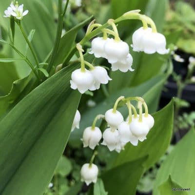 Convallaria majalis 'Bordeaux'  9cm