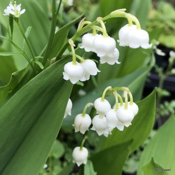 Convallaria majalis 'Bordeaux'  9cm