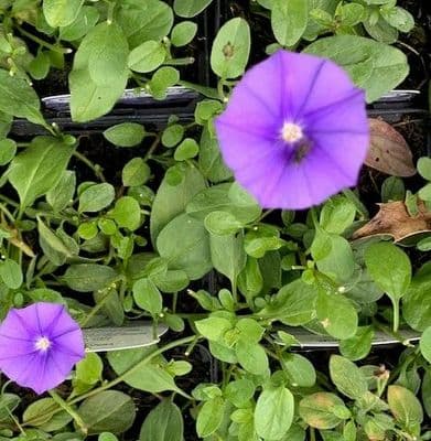 Convolvulus sabatius   9cm