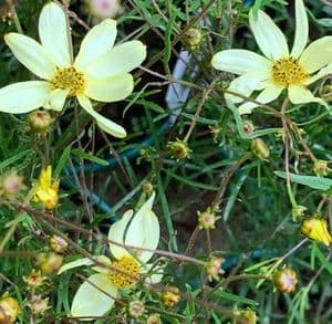 Coreopsis ver. 'Moonbeam' 2L