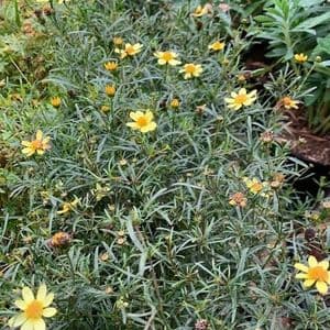 Coreopsis ver. 'Moonbeam' 9cm
