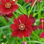 Coreopsis verticillata 'Limerock Ruby'  9cm