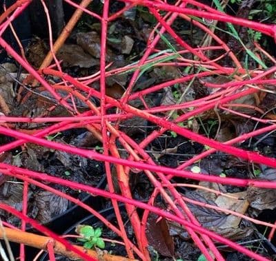 Cornus alba 'Winter Orange' (dogwood)  3L   30-45cm SOLD OUT