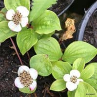 Cornus canadensis 2L