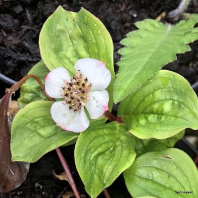 Cornus canadensis 2L
