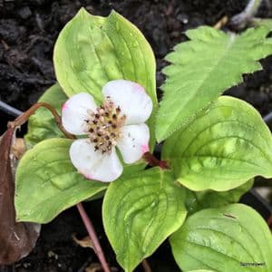 Cornus canadensis 9cm
