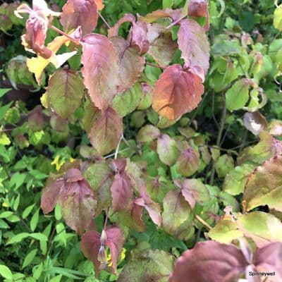 Cornus florida 'Purple Glory'  20L