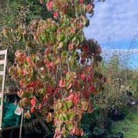 Cornus kousa 'Eddie's White Wonder'  80L  250-300cms DEDICATED DELIVERY