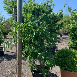 Cornus kousa 'Eddie's White Wonder'  80L  250-300cms DEDICATED DELIVERY