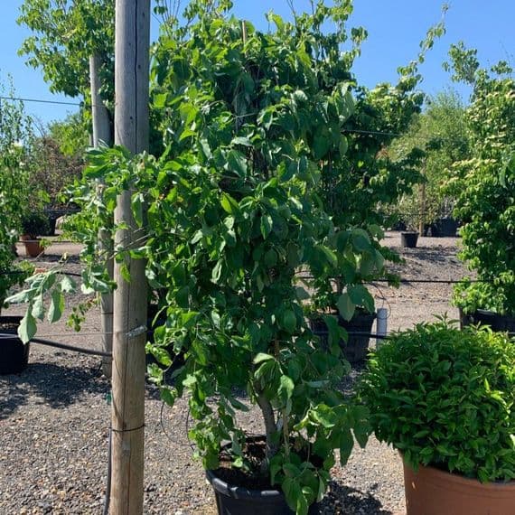 Cornus kousa 'Eddie's White Wonder'  80L  250-300cms DEDICATED DELIVERY
