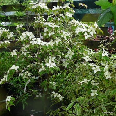 Cornus kousa 'Milky Way'   20L  175-2m  COLLECT ONLY