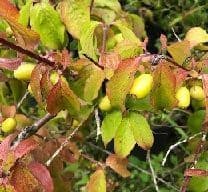 Cornus officinalis  5L  60-90cms