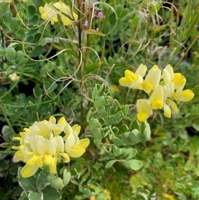 Coronilla glauca 'Citrina'  ~ (Semi-hardy) 3L