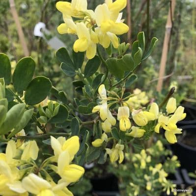 Coronilla glauca  ~ (Semi-hardy) 3L