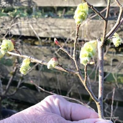 Corylopsis wilmottaie  5L  80-100cmH