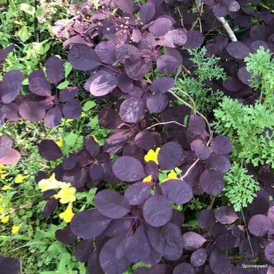 Cotinus cogg. 'Royal Purple'  10L