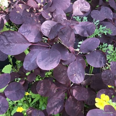 Cotinus coggygria 'Royal Purple'  10L