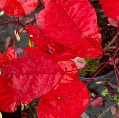 Cotinus coggygria rubrifolius  3L