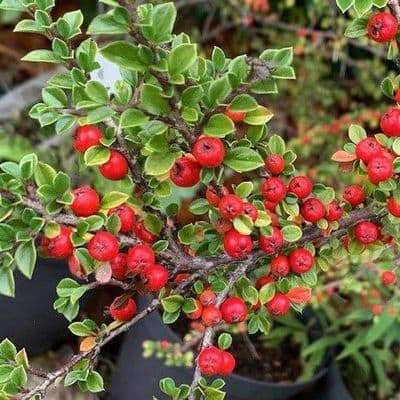 Cotoneaster horizontalis  7.5L