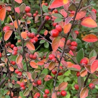 Cotoneaster 'Saint Andrew's Blaze'  7.5L