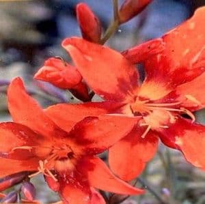 Crocosmia 'Babylon'  3L