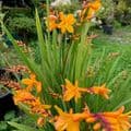 Crocosmia 'Columbus'  2L