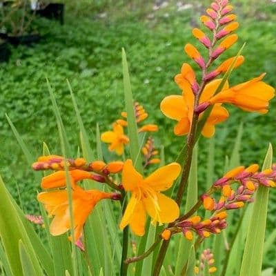 Crocosmia 'Columbus'  2L