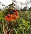 Crocosmia 'Emily McKenzie'  2L