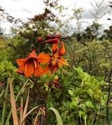 Crocosmia 'Emily McKenzie'  2L