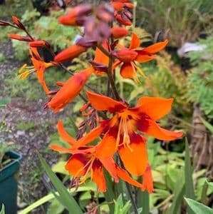Crocosmia 'Emily McKenzie'  2L