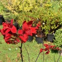 Crocosmia 'Hellfire'  2L