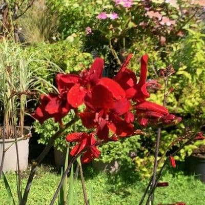 Crocosmia 'Hellfire'  2L