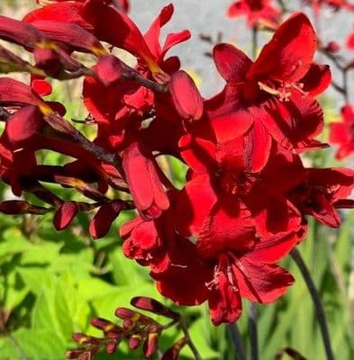 Crocosmia  'Hellfire'  2L