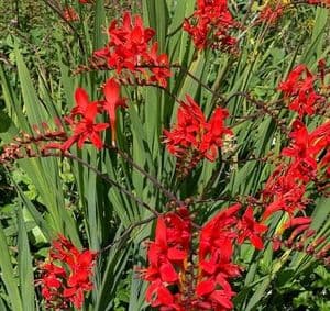 Crocosmia 'Lucifer' 2L