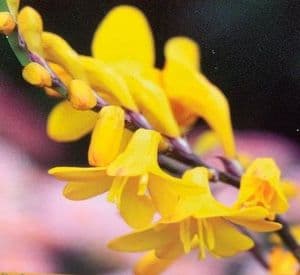 Crocosmia 'Sunglow'  3L  SOLD OUT