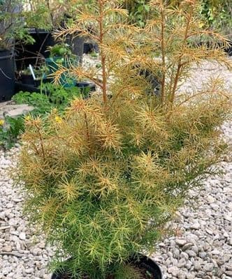Cryptomeria jap. Elegans Compacta  7.5L Japanese Red Cedar