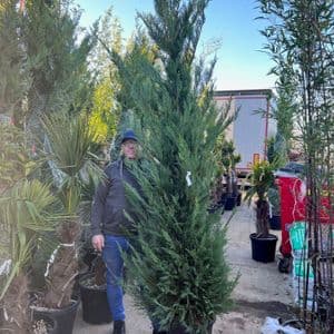 Cupressus x leylandii green  10ft (3m)
