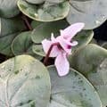 Cyclamen coum 'Cyberia White'  9cm (alba)
