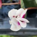Cyclamen coum 'Cyberia White'  9cm (alba)