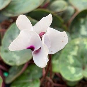 Cyclamen coum 'Cyberia White'  9cm (alba)