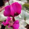 Cyclamen coum 'Ruby Star'  9cm